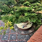 Araucaria Sul Mare *