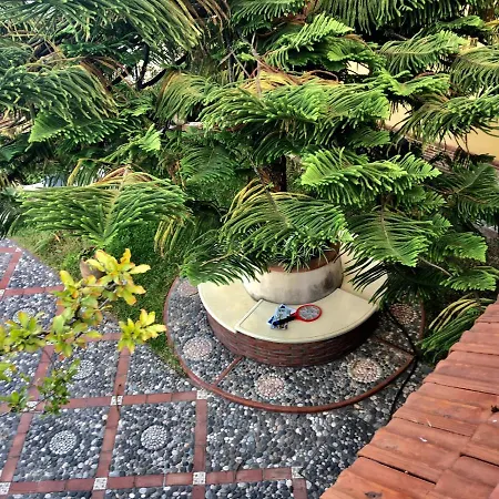 Araucaria Sul Mare *